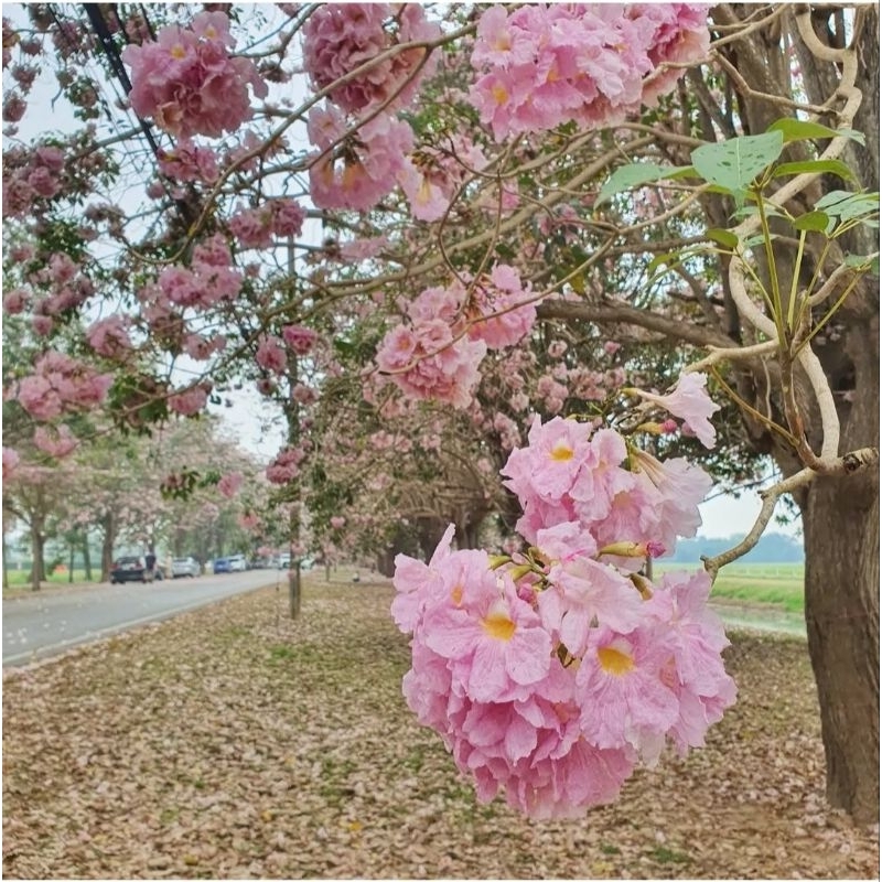 PROMO COD bibit pohon tabebuya bunga pink - tabebuya pink - pohon tabebuya sakura - bibit sakura - b