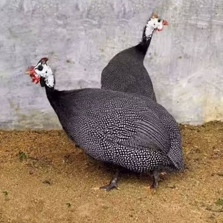 

Telur Ayam Mutiara Ori 100%