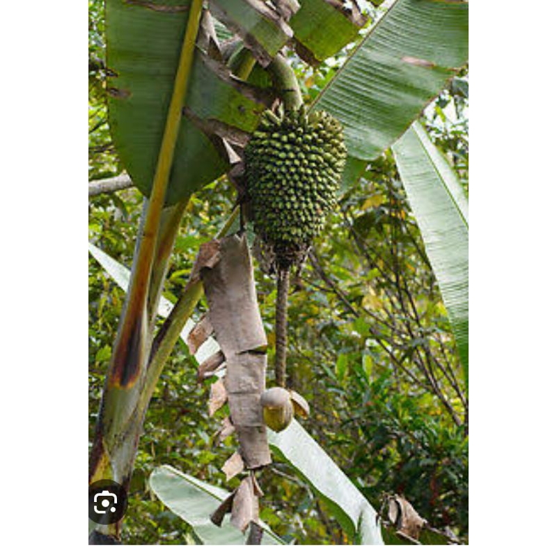 

Pohon Pisang Musa Ingen