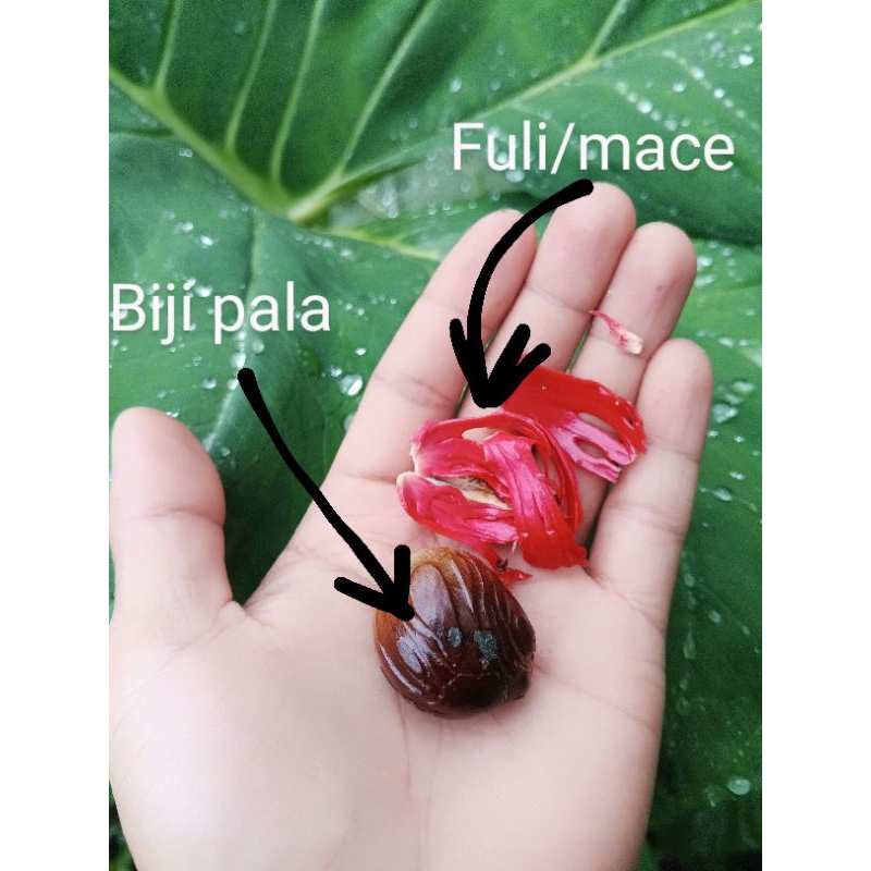 

bnih biji pala 20 biji