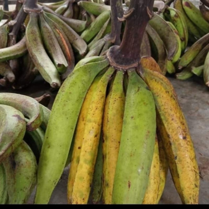 

pisang tanduk 1kg