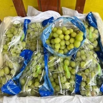 

Anggur Ivory Crispy Peru Jual Per 1 Dus Karton