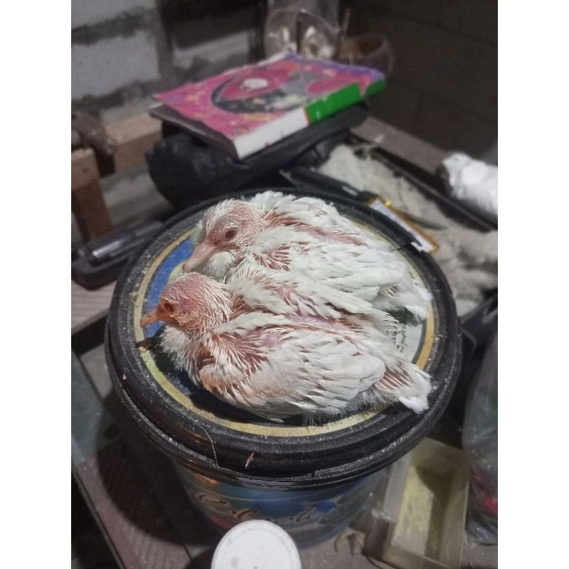 lolohan/mandiri an tekukur warna putih cremino