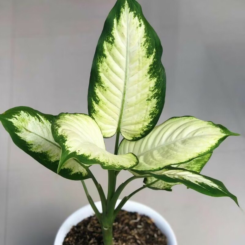 Tanaman Hias Hidup diven susu / bunga aglonema putih tisu