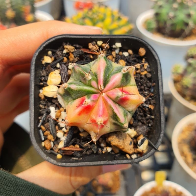 Gymnocalycium Pink Diamond
