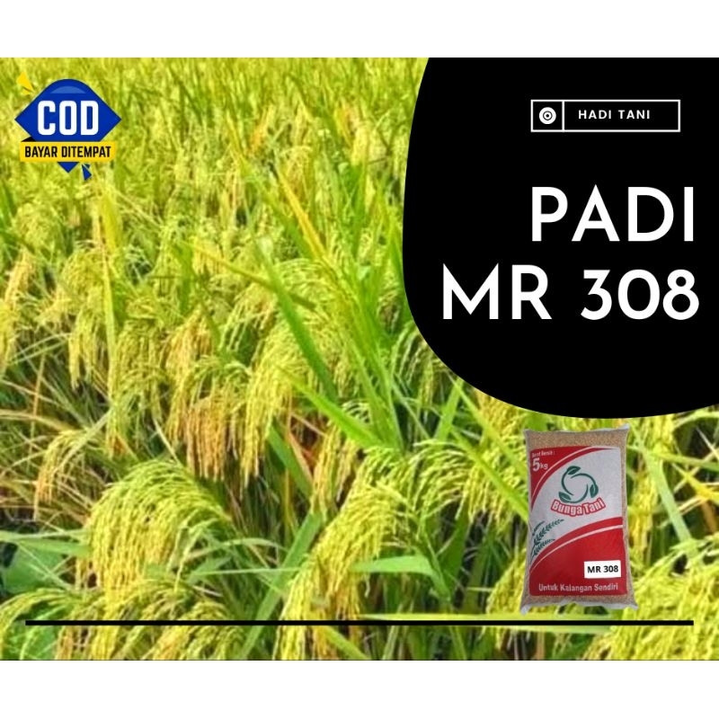 BENIH PADI PREMIUM MR 308 KEMASAN 5 KG