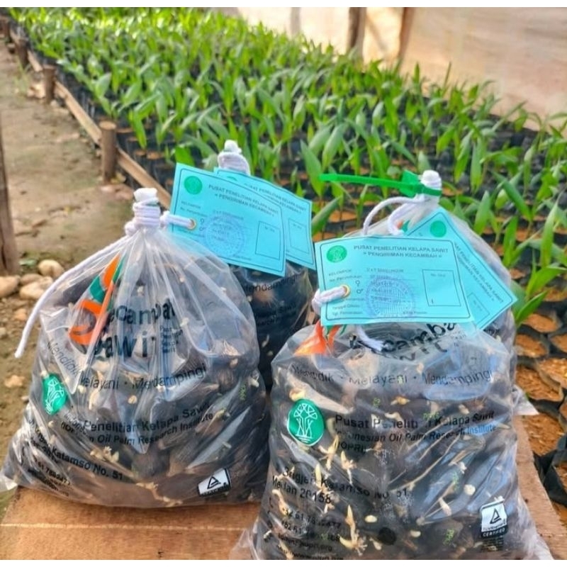 BIBIT SUPER UNGGUL KECAMBAH SAWIT PPKS BERSERTIFIKAT ASLI