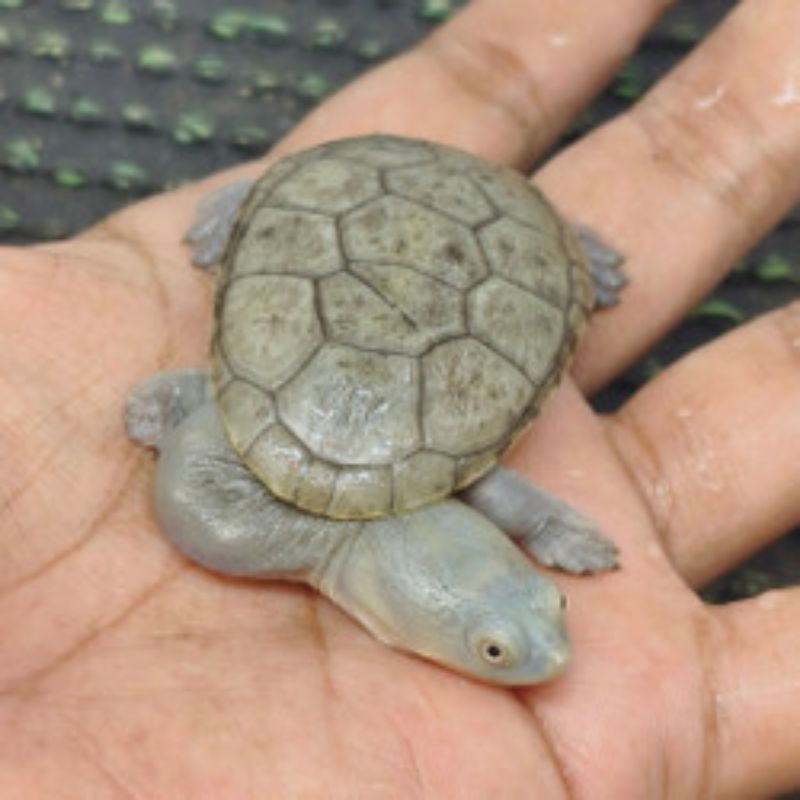 Hiasan Aquarium Miniatur Siebenrocky/Leher Panjang