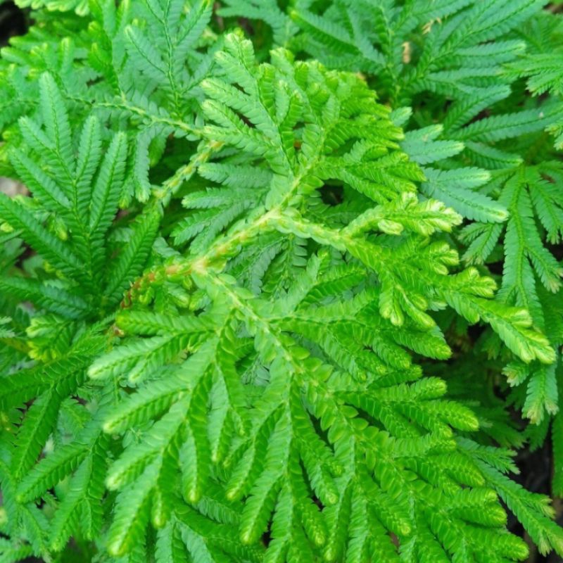 

daun cakar ayam segar 1kg obat herbal obat tradisional