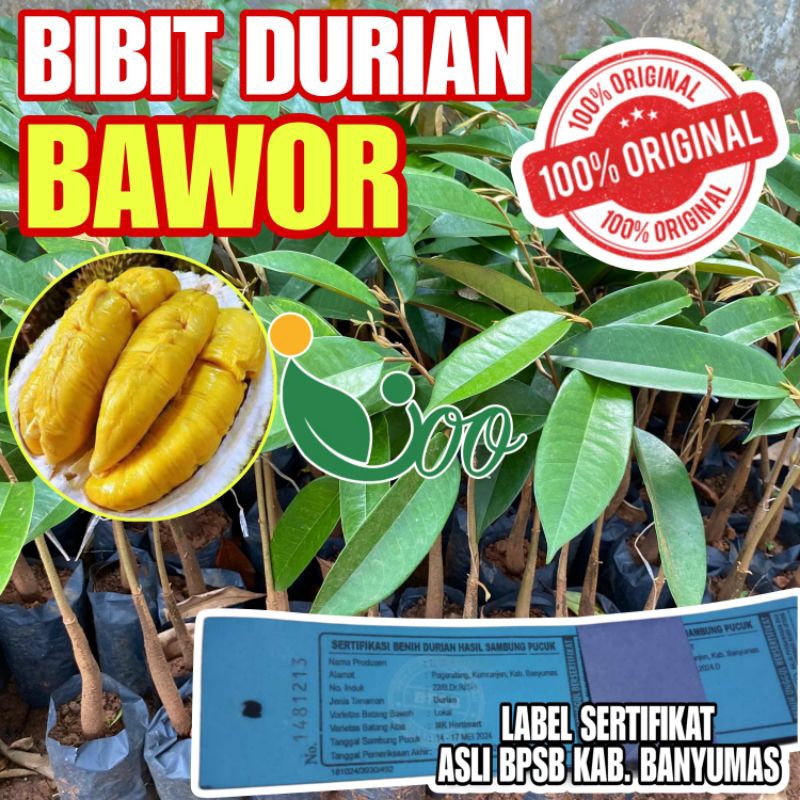 BIBIT DURIAN MONTONG BAWOR OKULASI SAMBUNG PUCUK DI KIRIM MEDIA UTUH