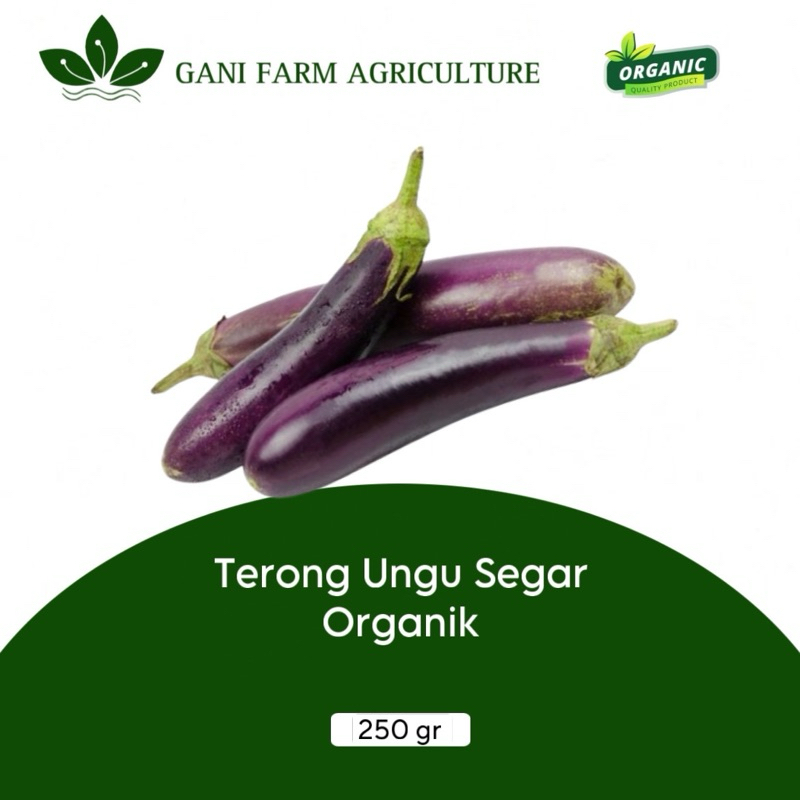 

terong ungu Organik segar 250 gram sayur terong 250 gr