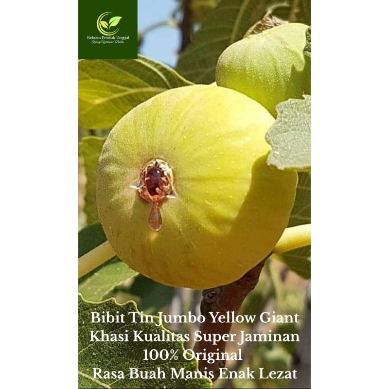 Bibit Tin Jumbo Yellow Giant Khasi Kualitas Super Jaminan 100% Original Rasa Buah Manis Enak Lezat F