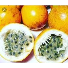 Tanaman Markisa Konyal/Manis