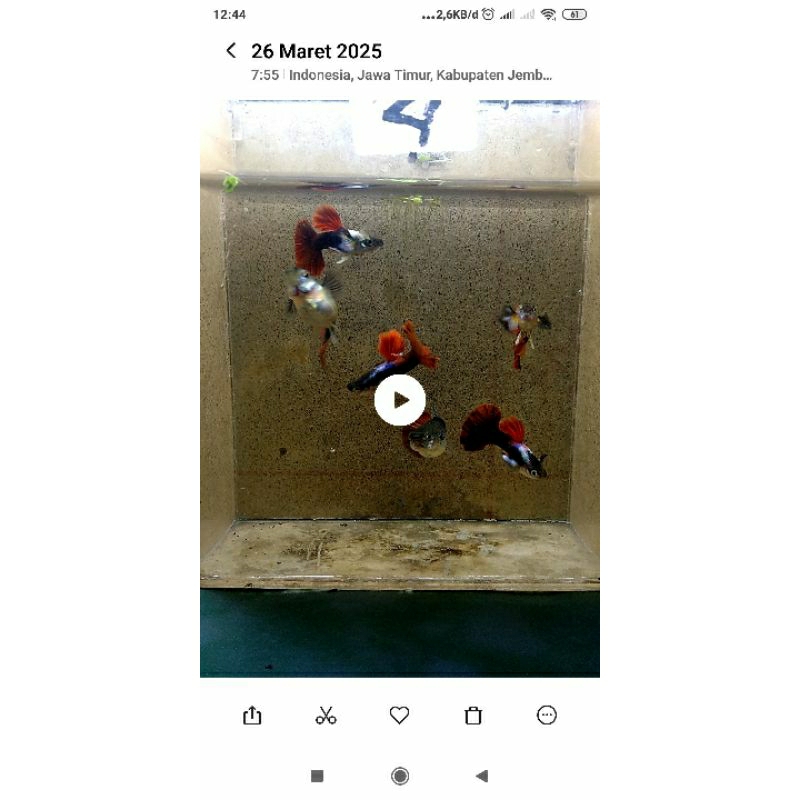 sepasang silverado hb red rosetail