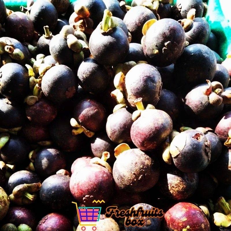 

manggis manis asam segar