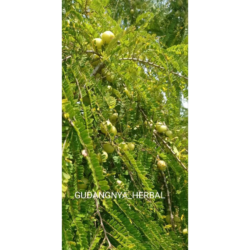 

BUAH MALAKA FRESH 1KG paling murah di shopee