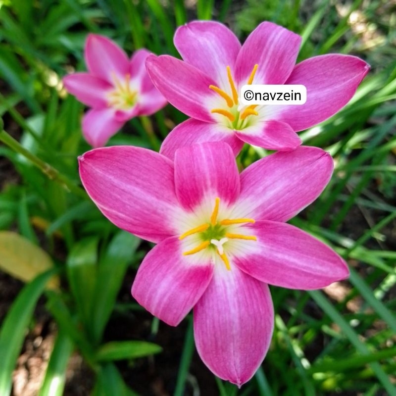 

Bibit Lily Hujan/Rain Lily Orchid | Ori Import