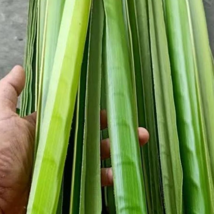 

Daun kelapa hijau segar 50 Lidi