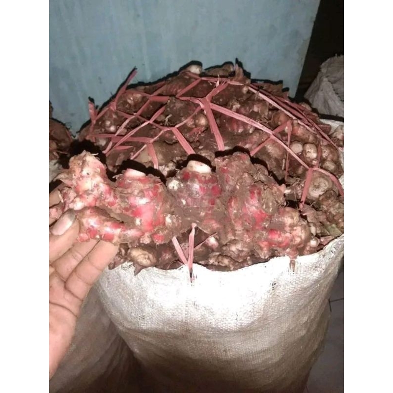 

jahe merah banyak manfaat nya