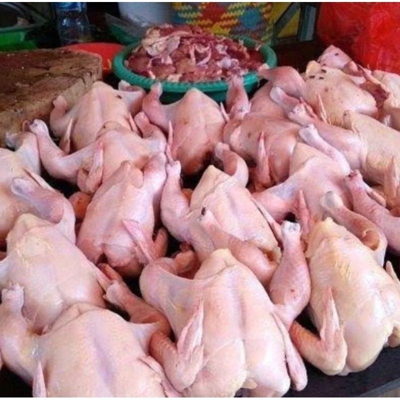 

Ayam Potong Broiler/Ayam Negeri