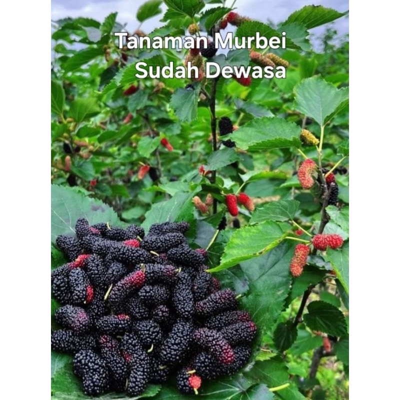 

Tanaman Hidup Buah Murbei