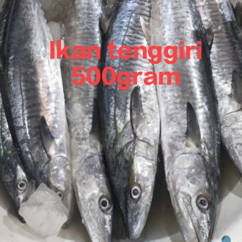 

ikan tenggiri segar fresh 500gram/ ikan tenggiri segar pasar pagi 500gram