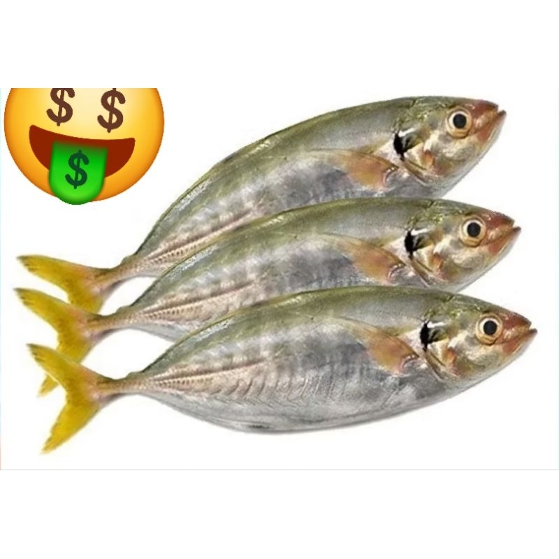 

Ikan Kembung COMO freesh dari Laut harian bukan frozen