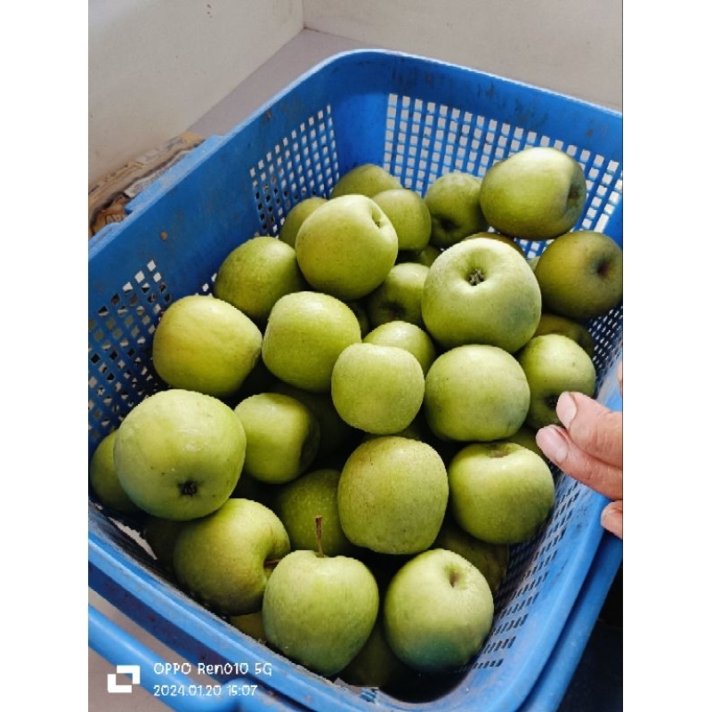 Apel malang jenis hijau/granny smith 1kg untuk diet 12-15 dalam 1kg apel lokal kwalitas terbaik