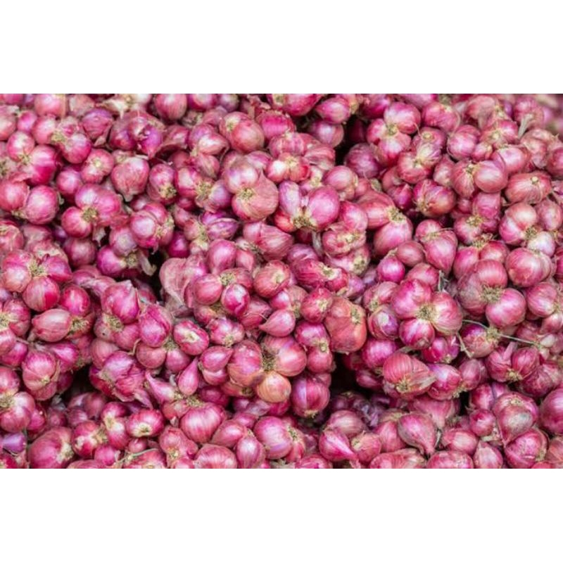 

Bawang Merah Lokal