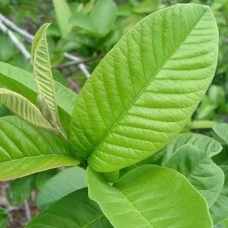 

Pucuk daun jambu biji segar 500 gram