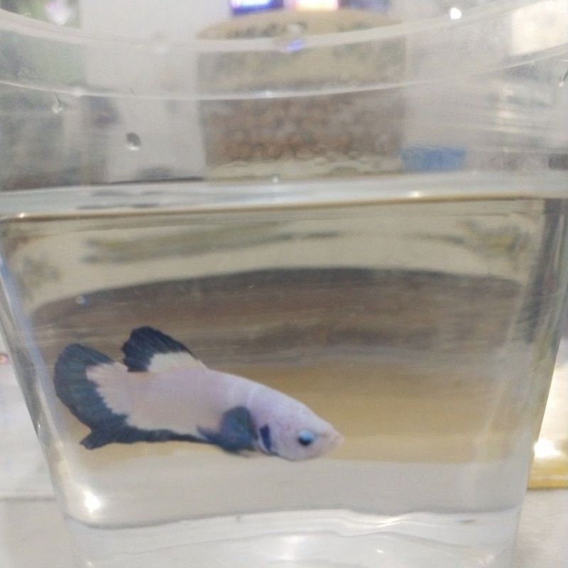 cupang br female