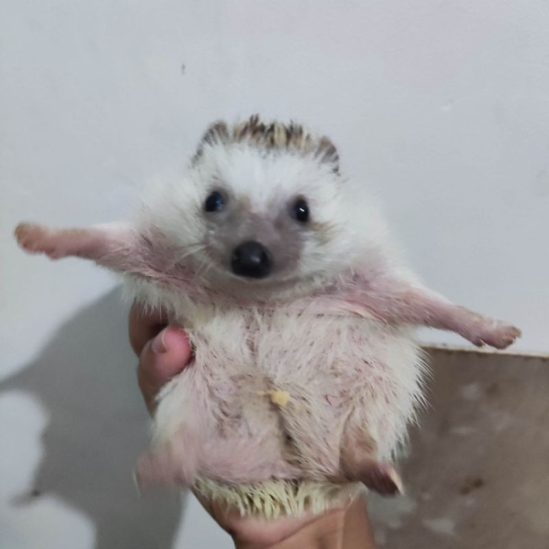 Landak mini indukan jantan sehat