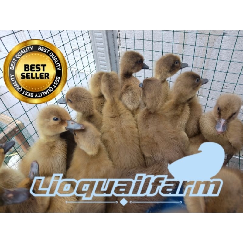 DOD bebek petelur. ada jantan dan betina. beli 15 gratis 1 ekor