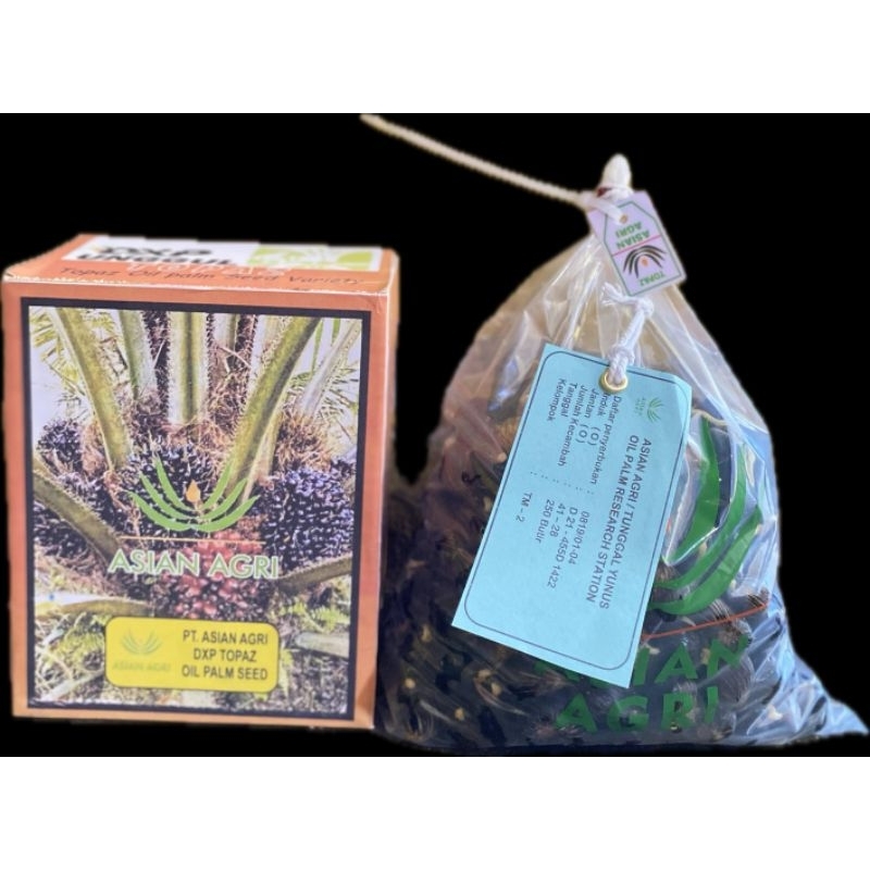 bibit kecambah sawit TOPAZ/ASIAN AGRI