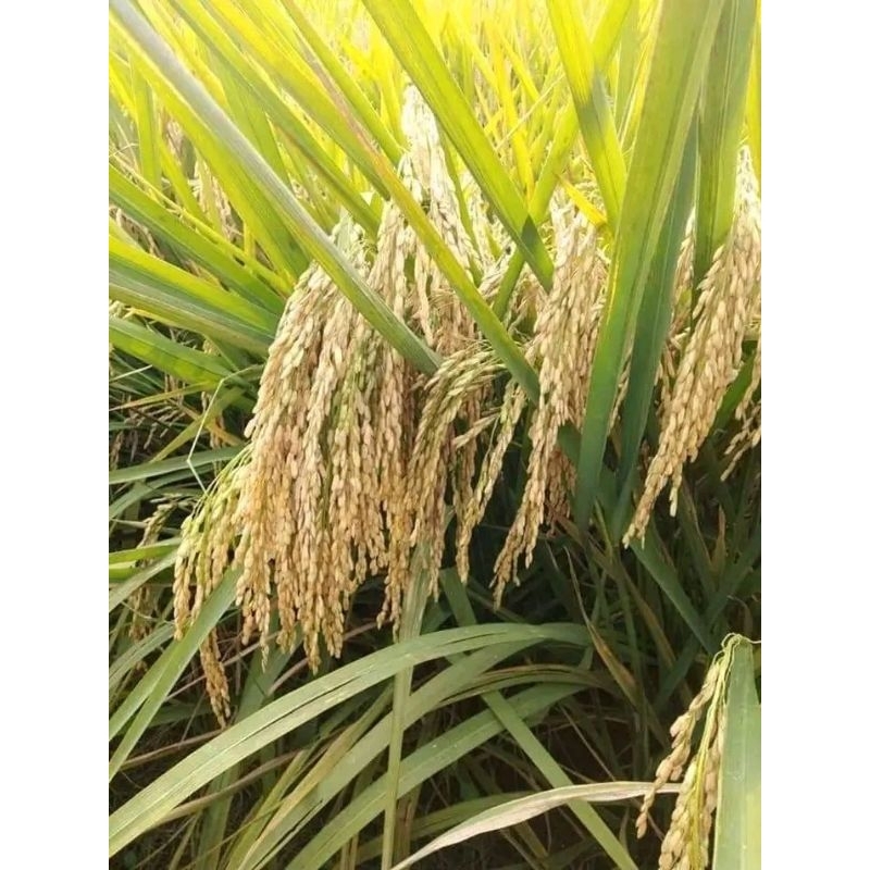 benih padi Cibatu putih kemasan 5 kg