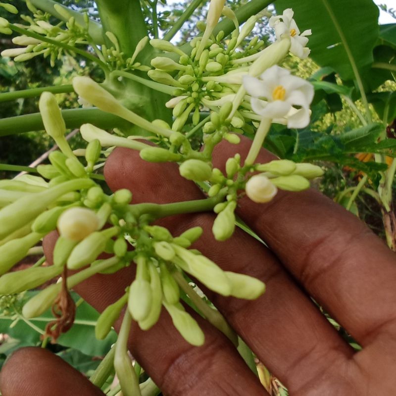 

bunga pepaya gandul/gantung 100 gram