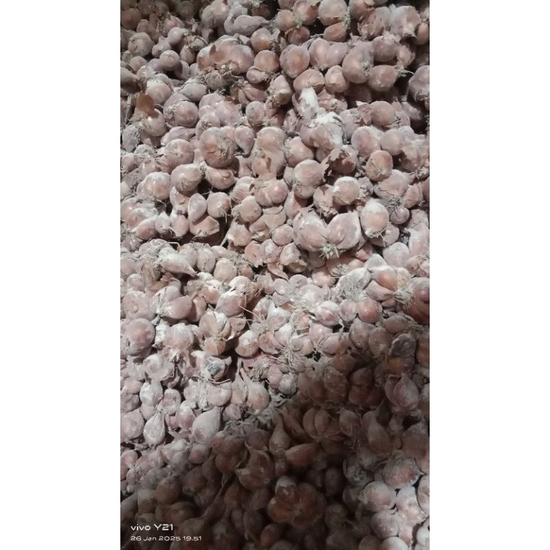 BIBIT BAWANG MERAH NGANJUK 1 KG