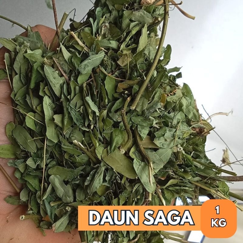 

1 Kilogram Daun Saga ManisKering / Daun Sogo Manis