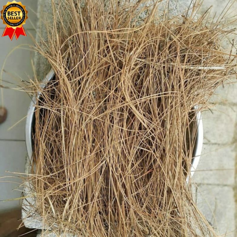 

Daun cemara/cemara laut kering bersih diambil dadakan waktu dipesan 1kg