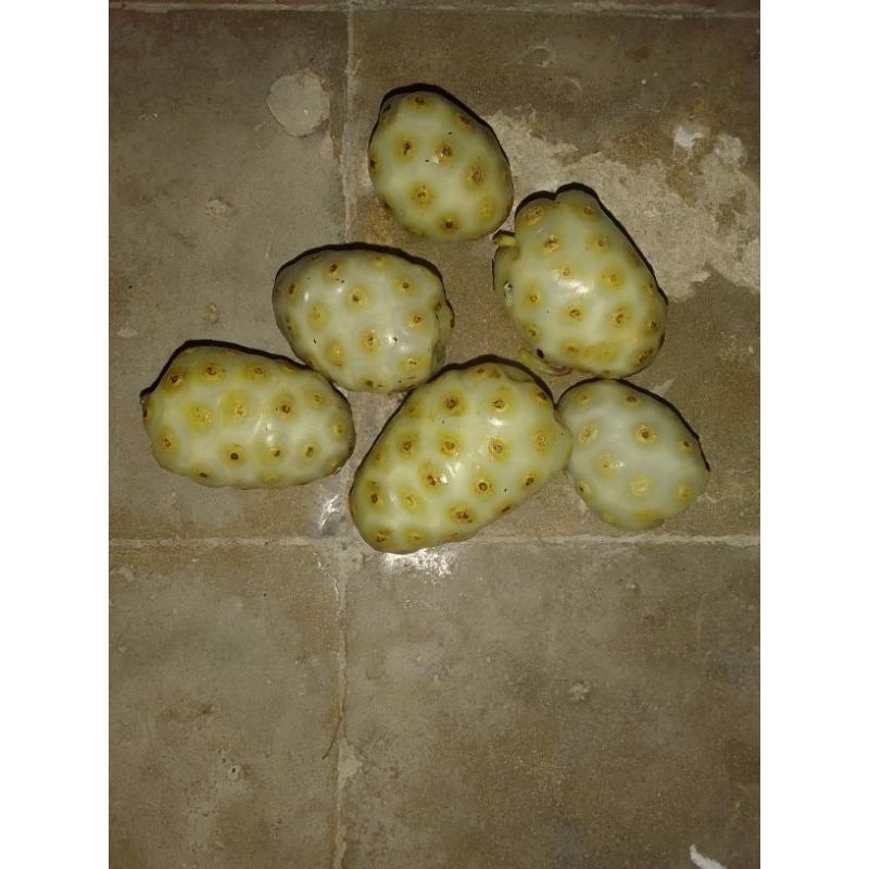 

DAUN MENGKUDU SEGAR/ HERBAL