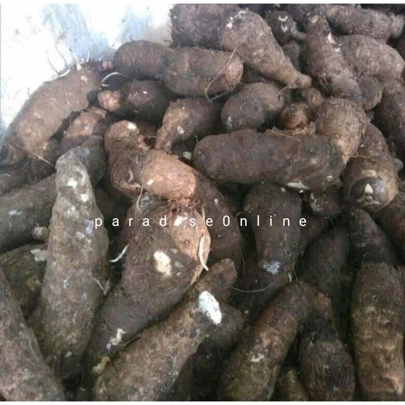 

Talas gajah pulen 1kg