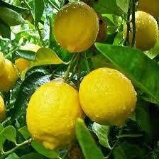 

Buah lemon fresh 1kg lemon california matang pohon