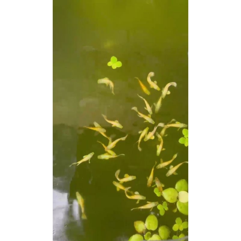 obat ikan GUPPY FULL GOLD