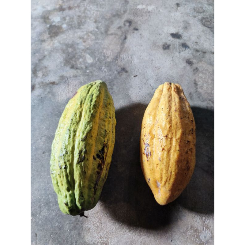 

Kakau Asli dari pohon