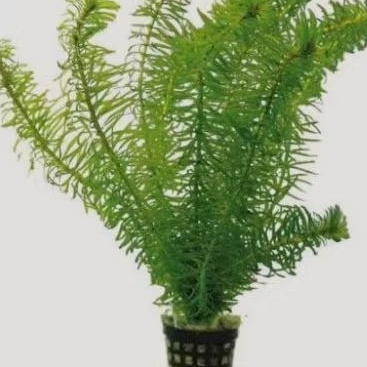 tanaman air hydrilla