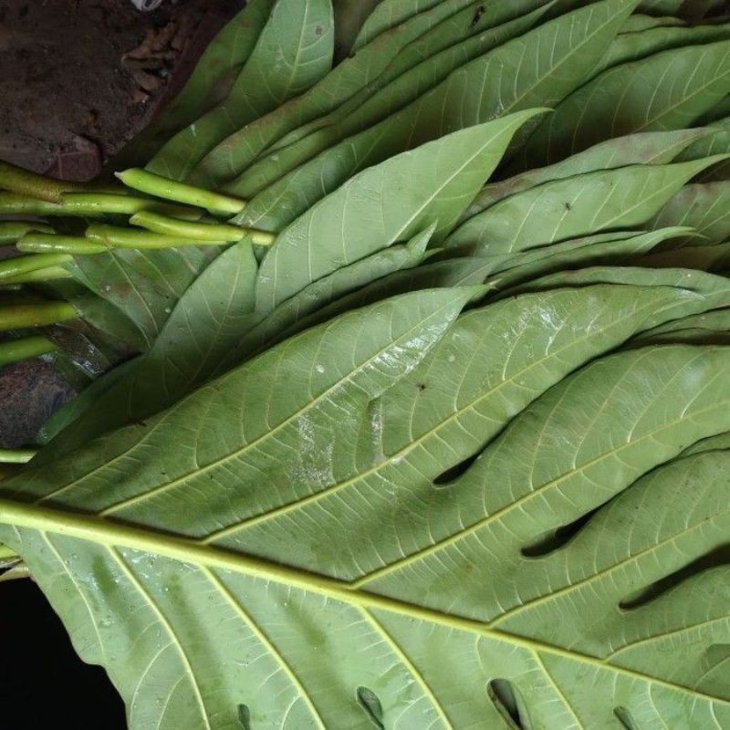 

termurah jual daun sukun segar