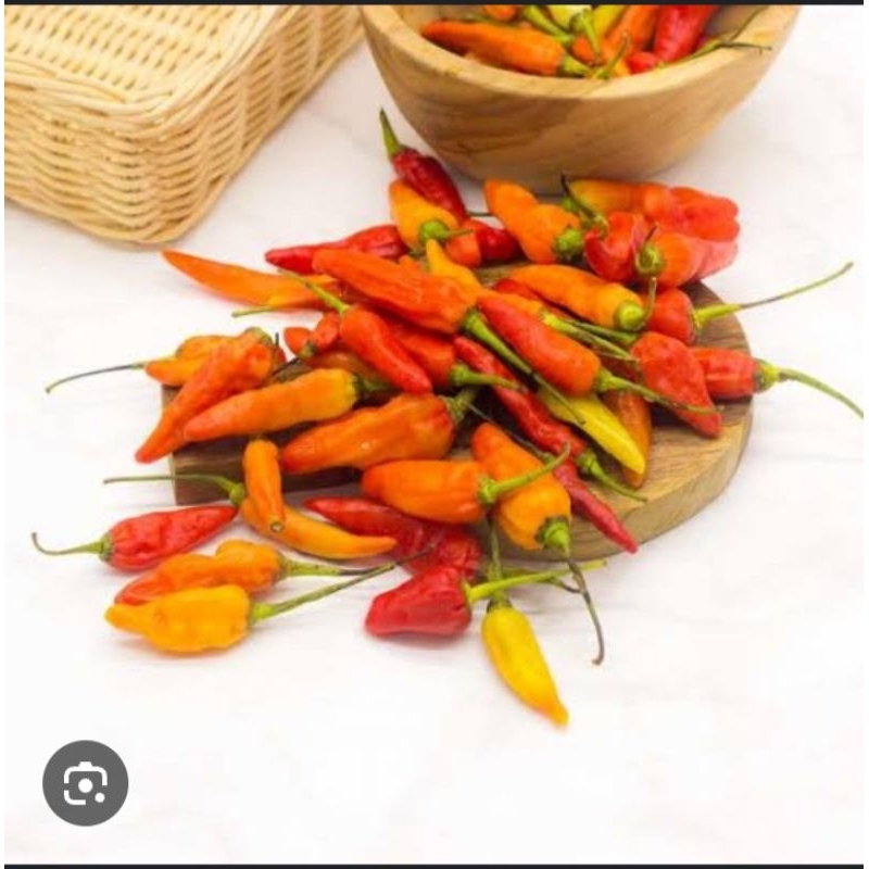 

cabai setan 10ribu