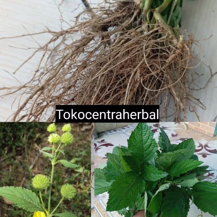 

Akar rumput knop segar petik langsung paket 500 gram