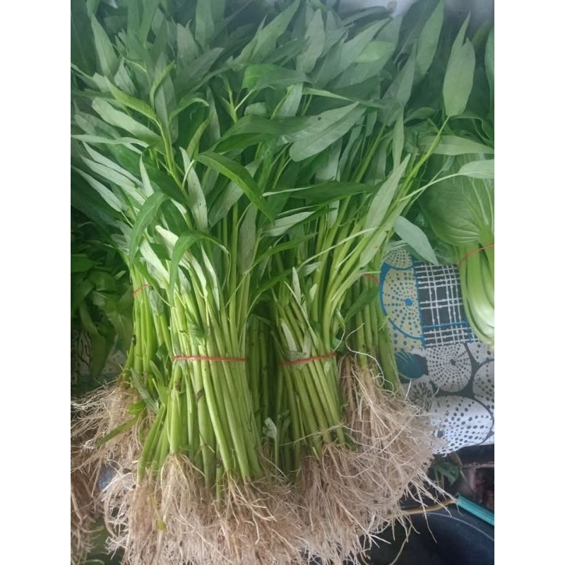 

kangkung akar