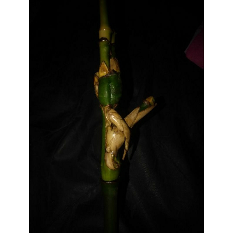 bambu petuk jalu dampit
